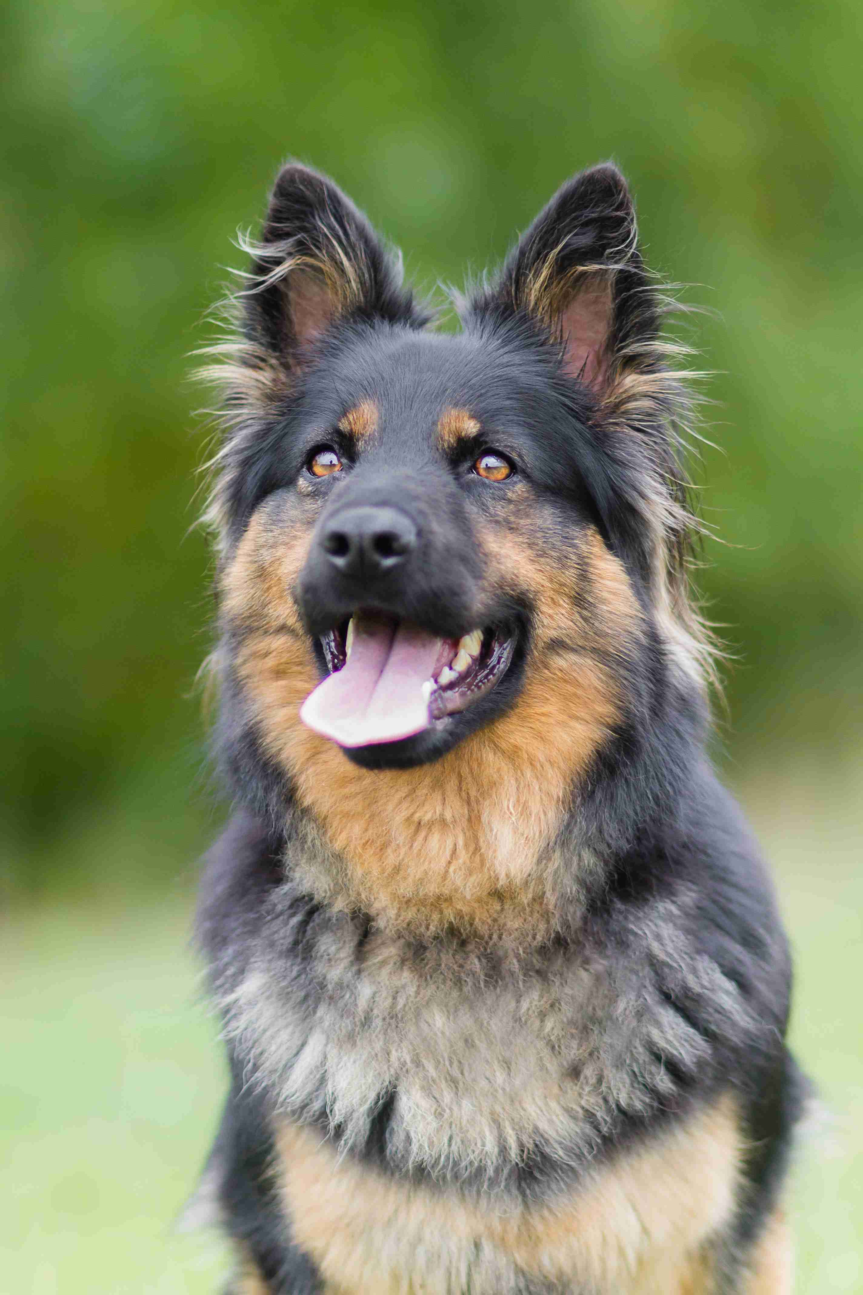 What is the grooming routine for a German shepherd?